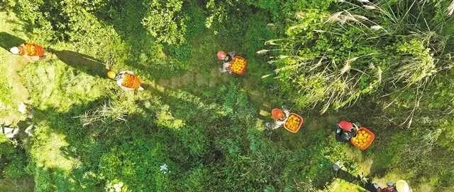 Xiushan: <em>Ten</em>-thousand-mu navel orange harvest begins