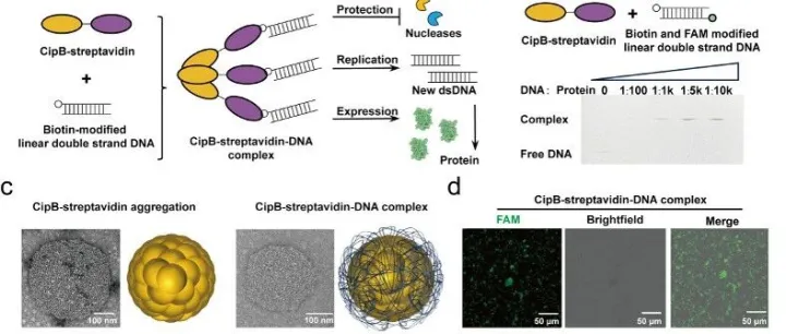 上海科技大学李健组Nat Com｜在体外复杂生物系统中重构人工中心法则