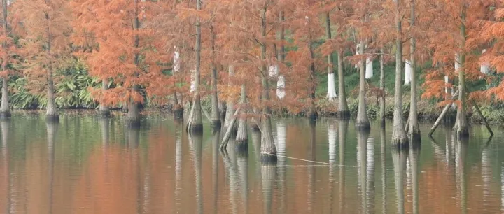 Autumn Colors Deepen at Tonggu Lake Park in Fuling