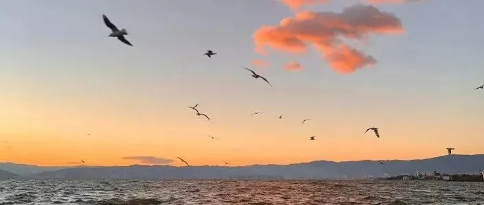 句子很短，扎的是没说出口的半生