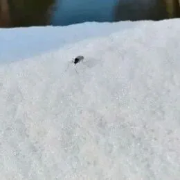 北京雪地惊现蚊子爬行，蚊子能抗寒了？