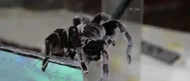 2天引来40万蜘蛛？别被数据迷惑！3个蜘蛛池实战思考