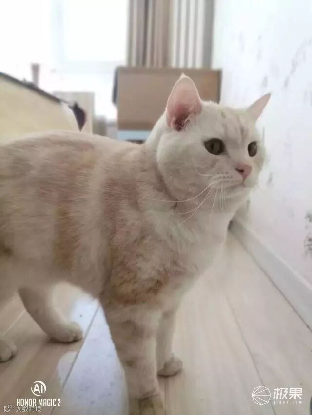 荣耀Magic2评测:麒麟980+无刘海滑盖,这个“快板”有点香