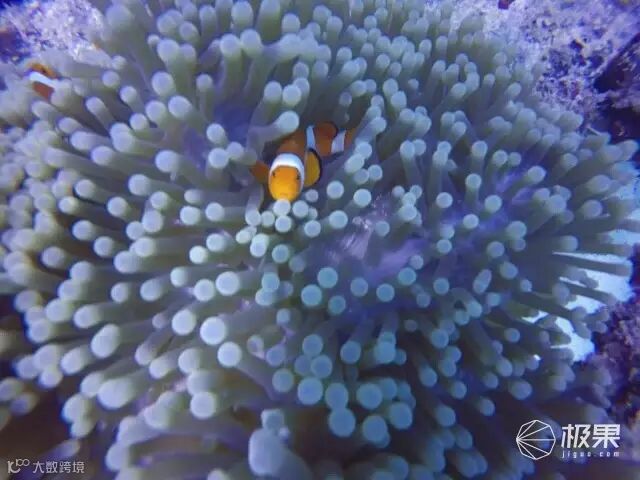 魔声 Backfloat 蓝牙音箱