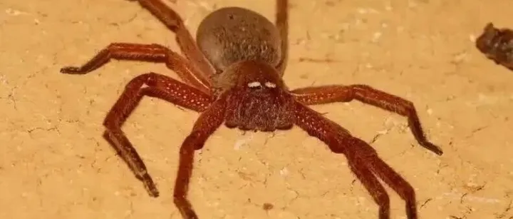 百度真假蜘蛛IP分辨实战，IP白名单可能是伪命题