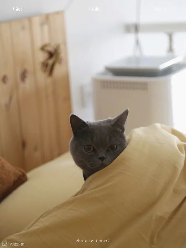 打工人首选洗地机!解决996扫屋烦恼,高效清洁回家就能葛优躺