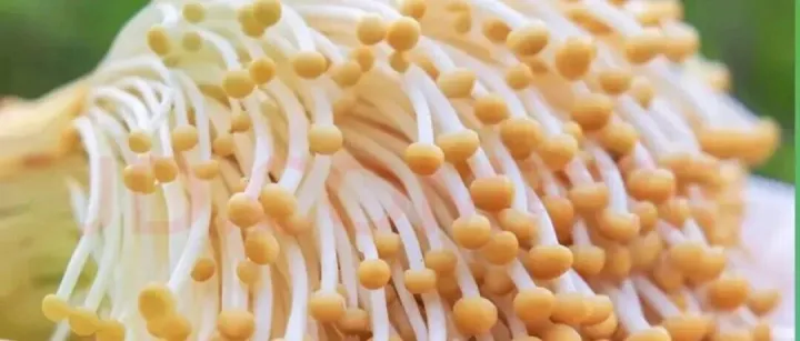 好物分享|从“中国菌都”直达餐桌！这盒金黄脆嫩，鲜到让四川朋友都点头！