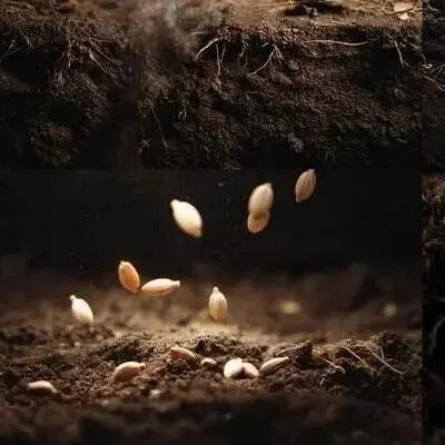 农业农村部登记特色农作物新品种1048个 撤销“仿种子”226个