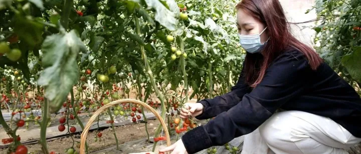 收官之役绘新卷，溯源直播让通州番茄享誉京城