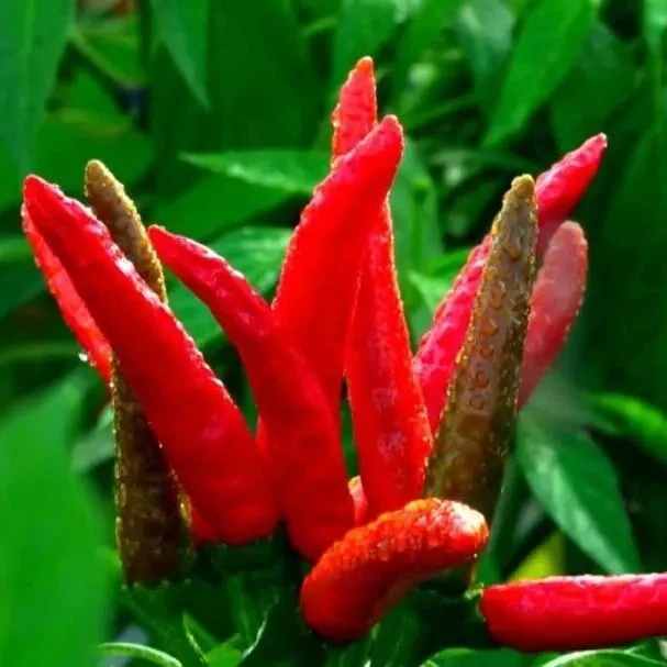 精品品牌丨<em>遵义</em>朝天椒：传承400年的味道