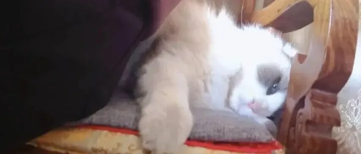 Ozon日常运营七步法：告别瞎忙，高效爆单！