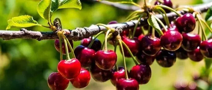 Asia Global Group Safeguards the 2025-2026 Chilean Cherry <em>Season</em>