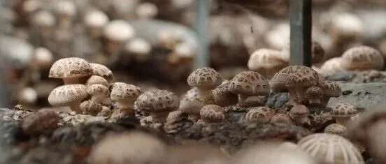 精品品牌丨随州香菇香飘万里