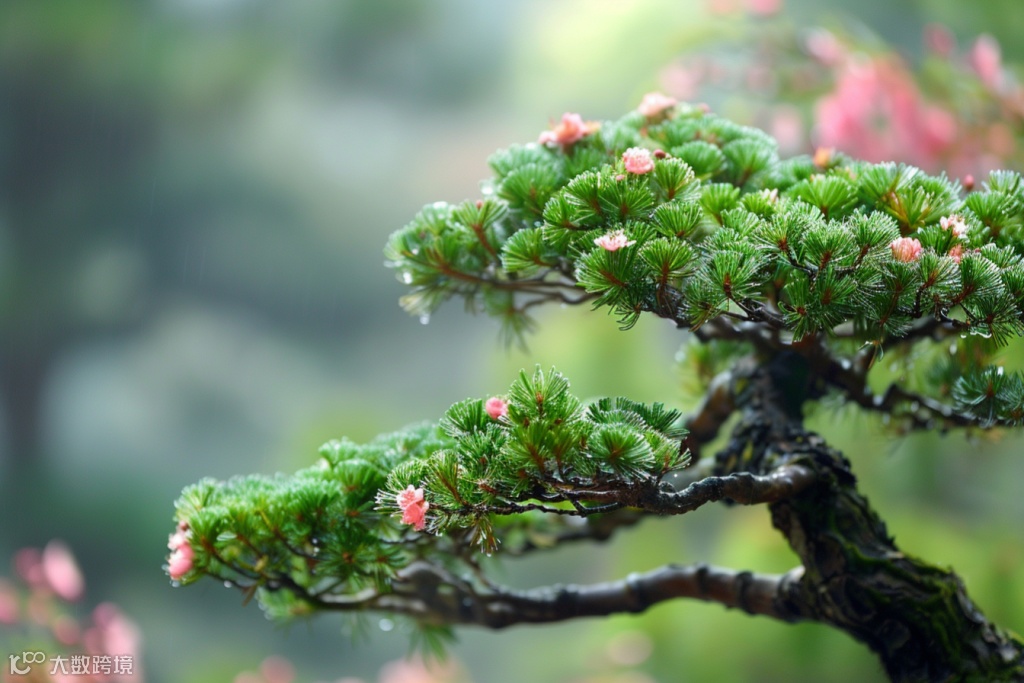 美景植物黑松图片摄影图 广告素材 下载至来源处