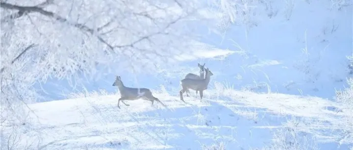 <em>锡林郭勒</em>草原的春·夏·秋·冬