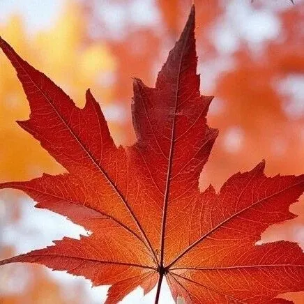 CCR9:自身免疫靶点抗体布局渐多