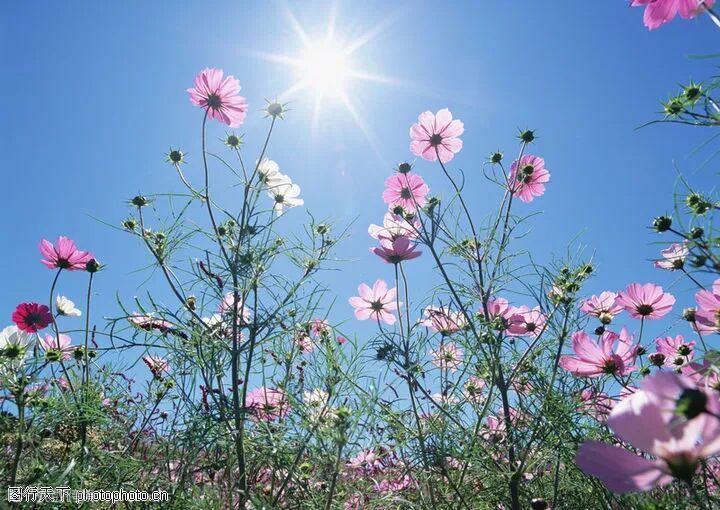 鲜花夺目1366 鲜花夺目图 植物风景图 风景全集图库