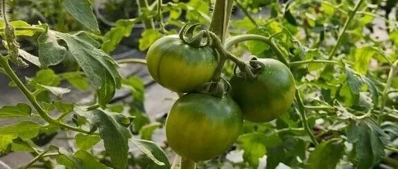 科芯“AIPA”应用成果来啦！｜科技赋能，甜蜜来袭