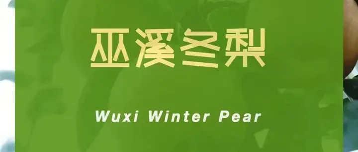 巫溪冬<em>梨</em>：一颗<em>梨</em>的云端慢酿