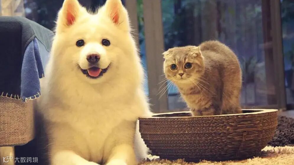 你究竟适合养什么宠物？|五行|宠物|易经_新浪新闻