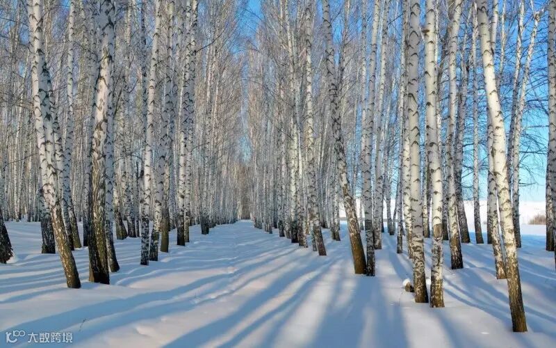 白桦林 (2)_副本.jpg