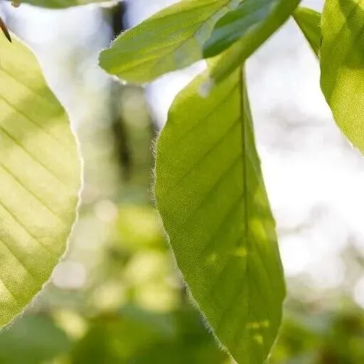 Emissions Trading System (ETS) implements 100%