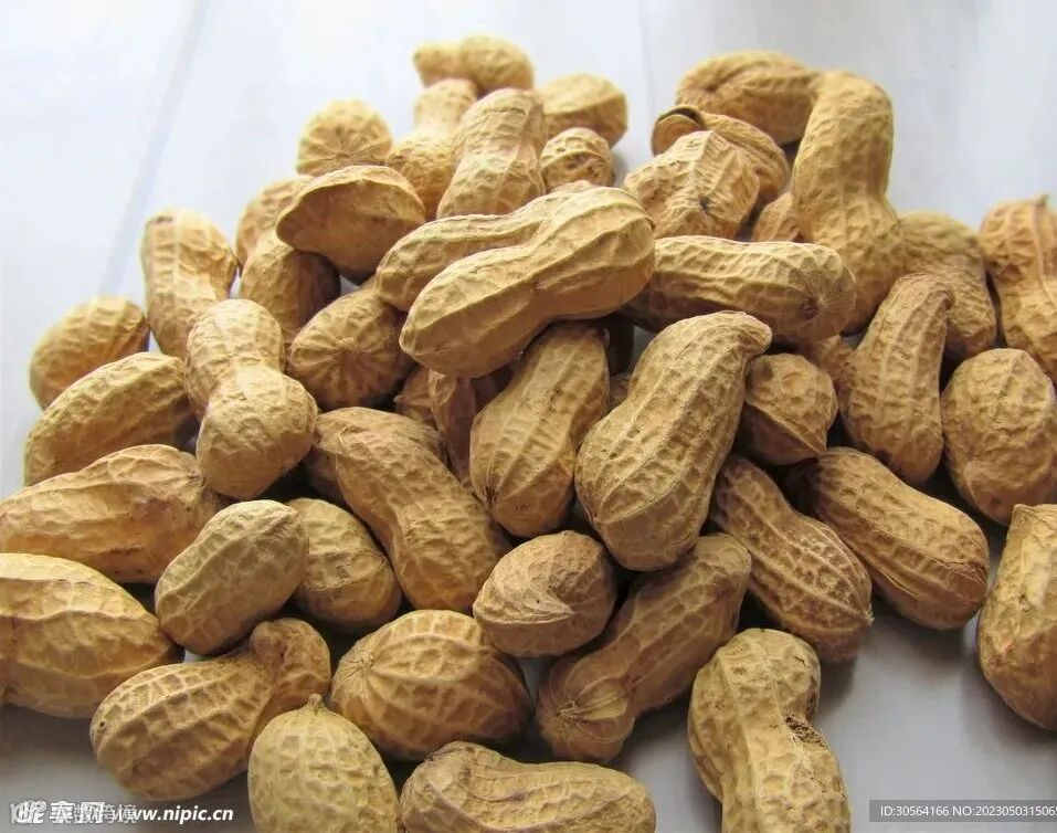 花生摄影图__食物原料_餐饮美食_摄影图库_昵图网