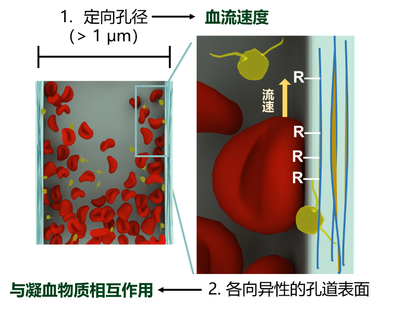 中山大学林倩明课题组 Small/Chem. Mater.:定向孔止血海绵中血流速率介导的凝血研究- 大数跨境