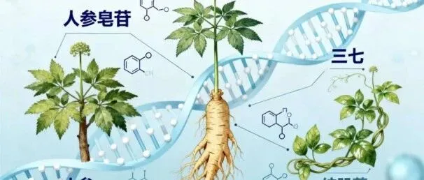 延边人参交易市场丨关于“百草之王”的三个冷知识