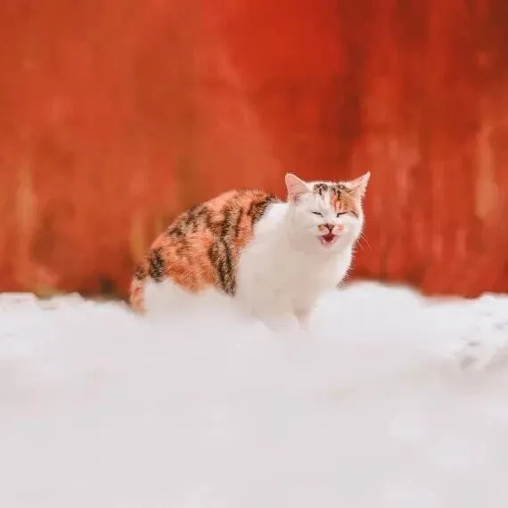 【2-6人私家团】“私家出巡”冬游北京，中式旅行天花板算是给我们玩明白了