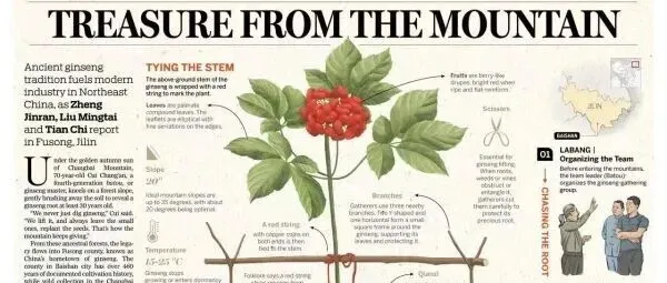 延边人参交易市场丨《中国日报》聚焦人参，带你走进长白山深处的“放山”传奇