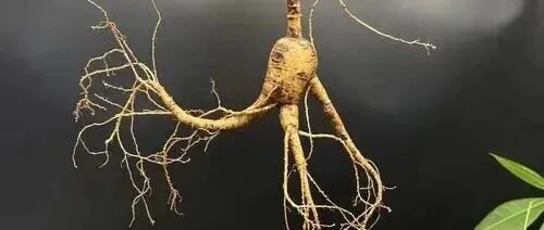 延边人参交易市场丨林下山参的妙用