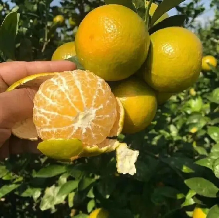 火了1000年的“皇帝柑”，清甜多汁不上火，到季节就念念不忘这一口~