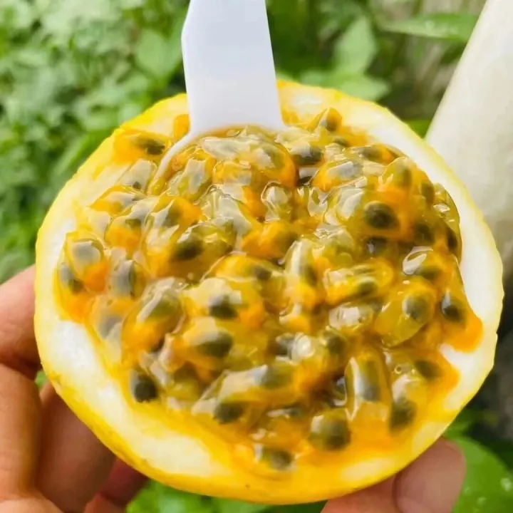 甜过初恋！钦蜜9号百香果~甜如蜜，尝一口就沦陷！挖开直接吃的“天然小甜品”~像果冻一样Q弹嫩滑
