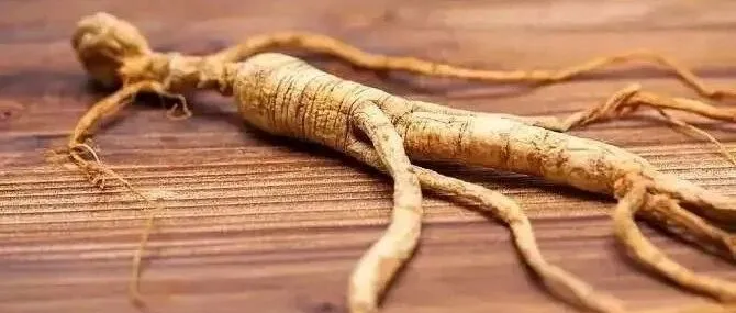 延边人参交易市场丨人参的千年历史与内涵