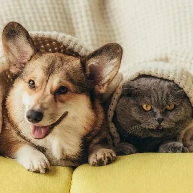 <em>美国</em>圣诞宠物消费逆势坚挺！<em>人均</em> 30 美元