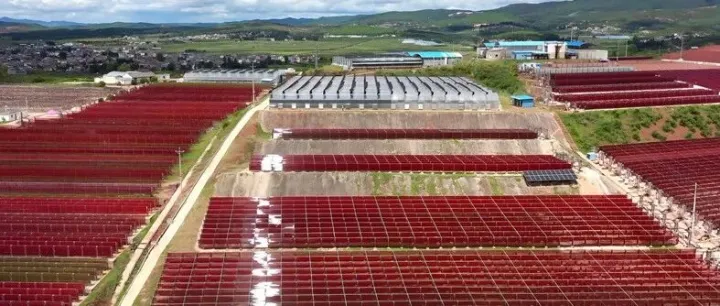 爱尔发虾青素蛹虫草精片：源于高原 · 伴你四季