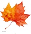 秋季枫叶分割线