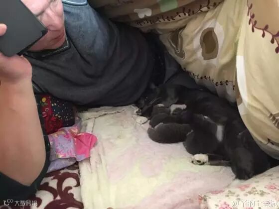 自从爹妈养了宠物,我在家里的地位一天不如一天……