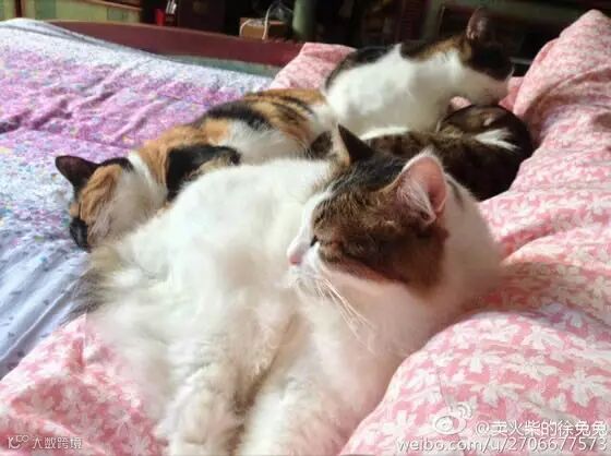 自从爹妈养了宠物,我在家里的地位一天不如一天……