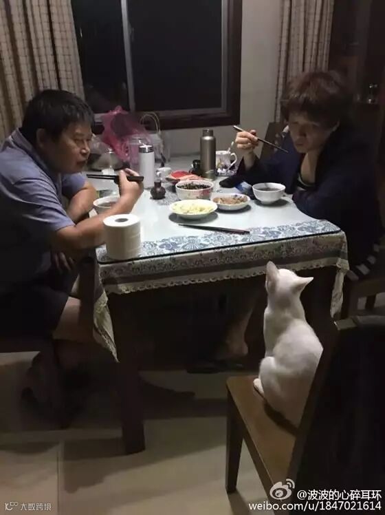 自从爹妈养了宠物,我在家里的地位一天不如一天……