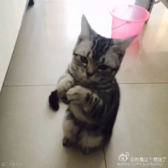 自从爹妈养了宠物,我在家里的地位一天不如一天……