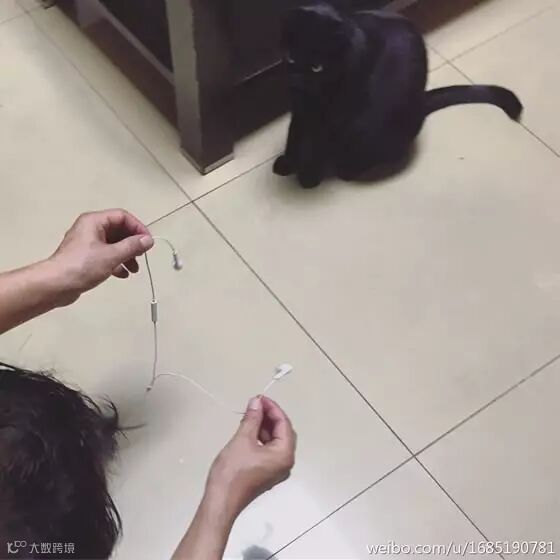 自从爹妈养了宠物,我在家里的地位一天不如一天……