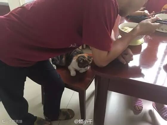 自从爹妈养了宠物,我在家里的地位一天不如一天……