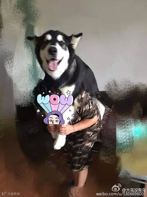 自从爹妈养了宠物,我在家里的地位一天不如一天……