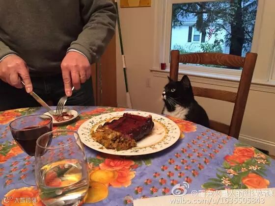 自从爹妈养了宠物,我在家里的地位一天不如一天……