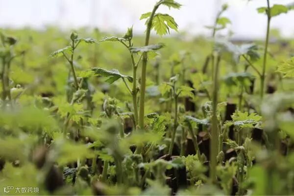 吴忠市2018年酿酒葡萄栽培管理培训班日前在红寺堡区举办