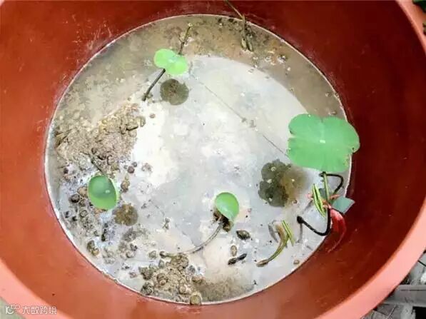 家中水桶种藕技术