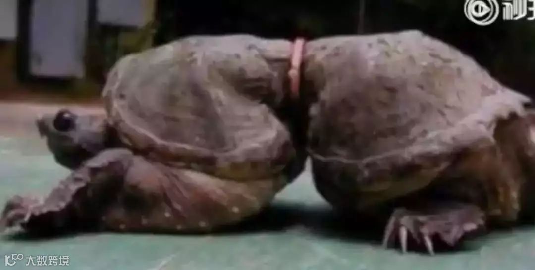 1562493252141276.jpg?x-oss-process=style/w10