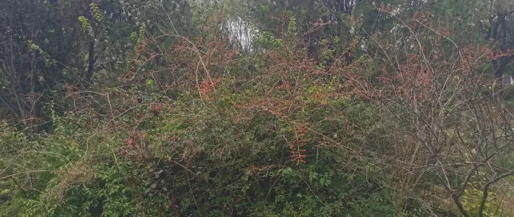 一家小众的投资品种